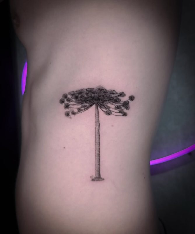 Delicate Plant