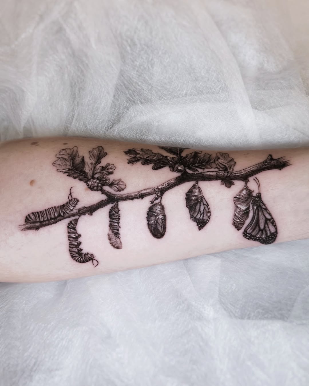 Butterfly Metamorphosis