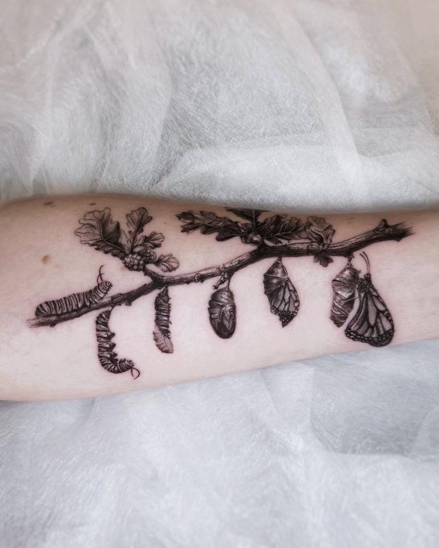 Butterfly Metamorphosis