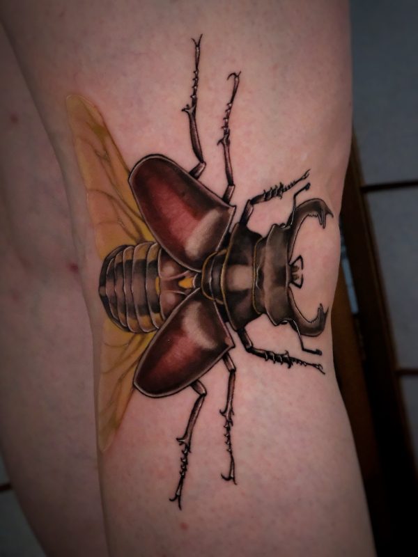 Realistic Beetle