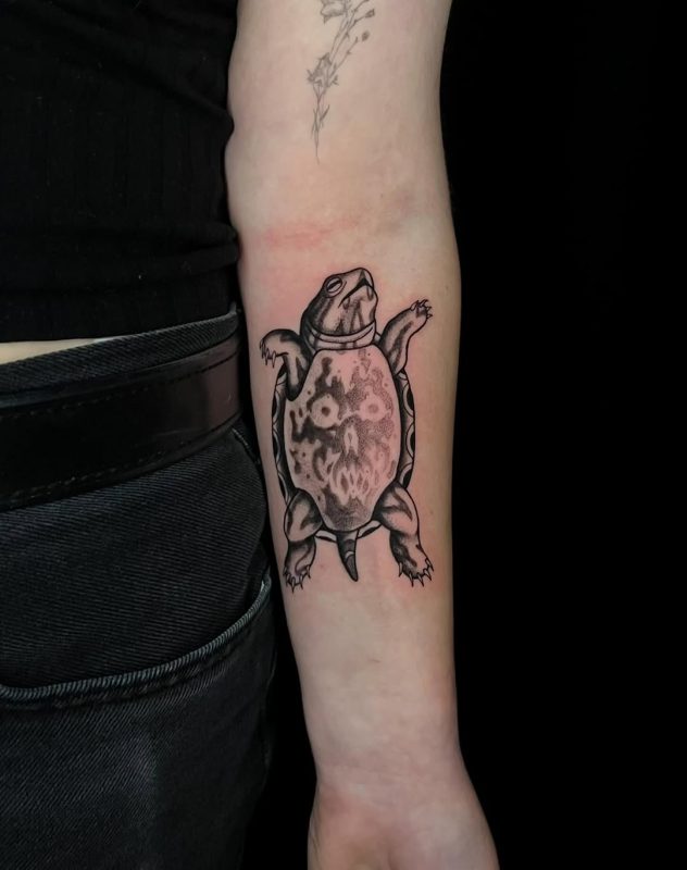 Black Gray Turtle