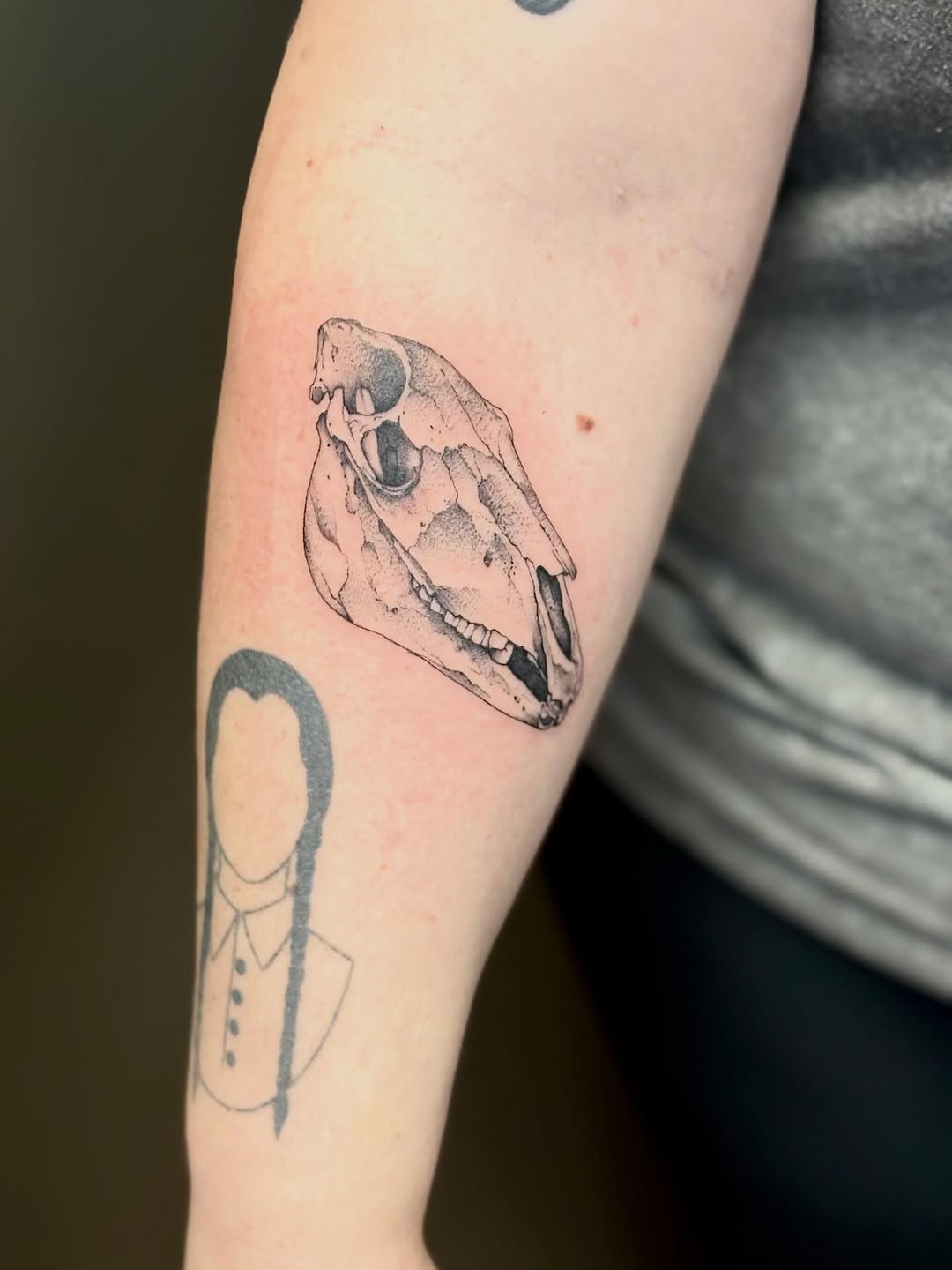 Animal Skull