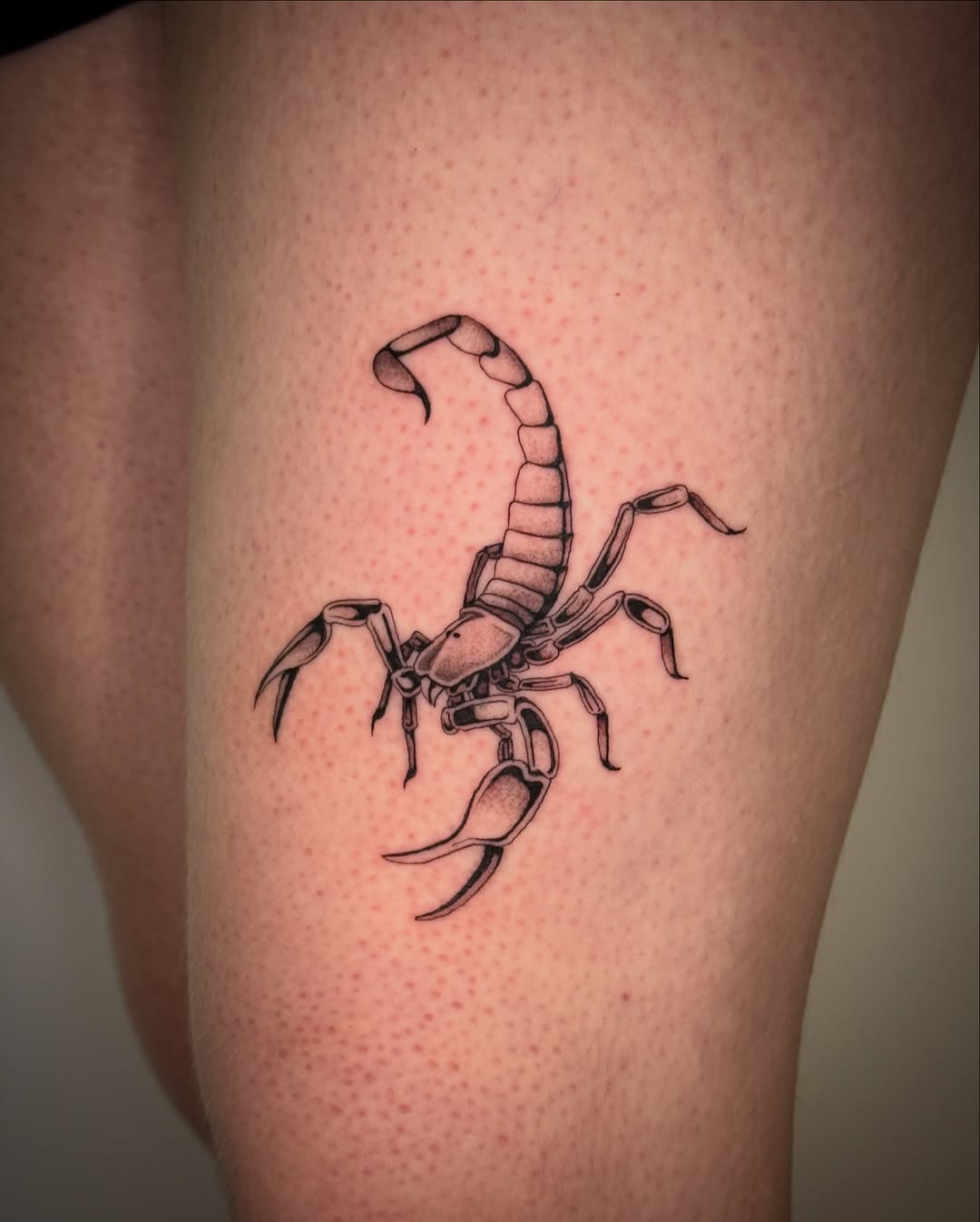 Black Gray Scorpion