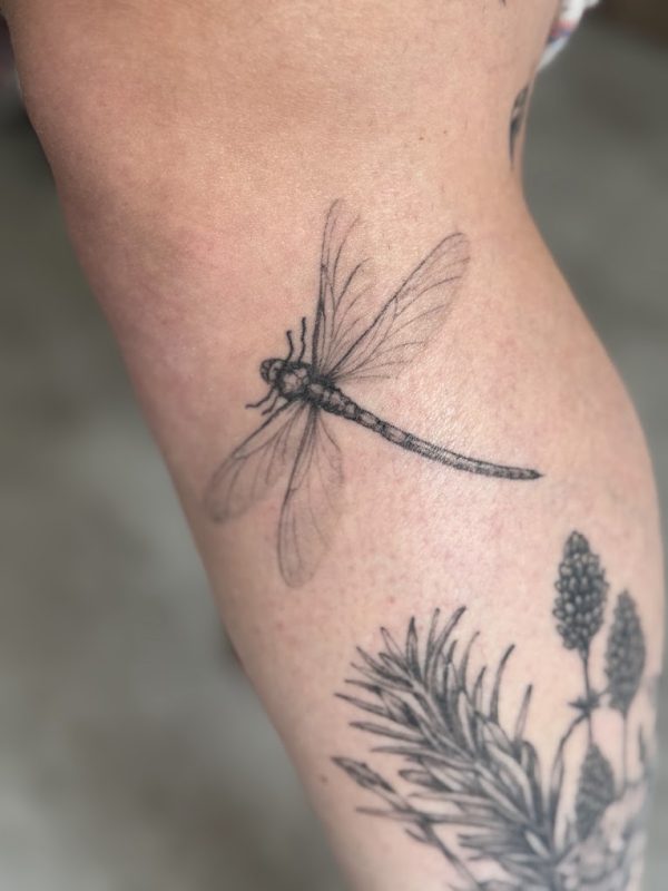 Libelle