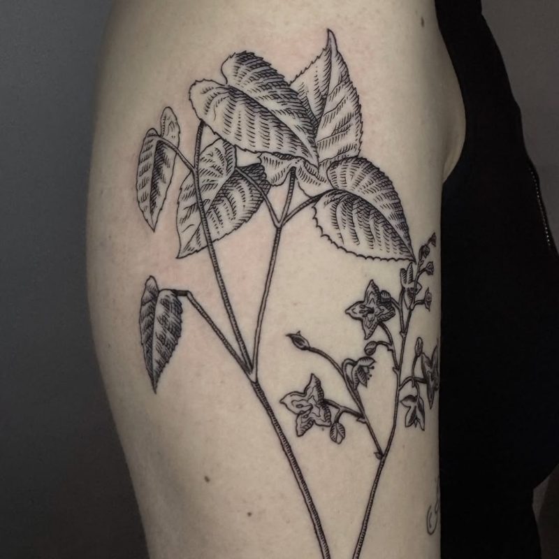 Botanical Etching