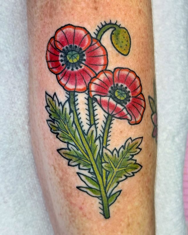 Poppy Flowers