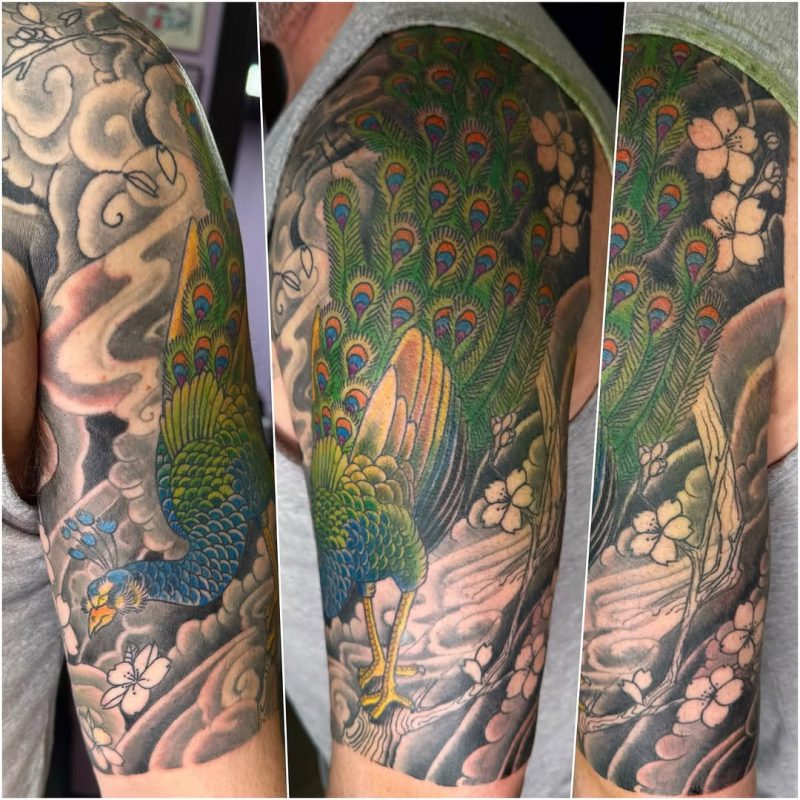 Japanese Peacock