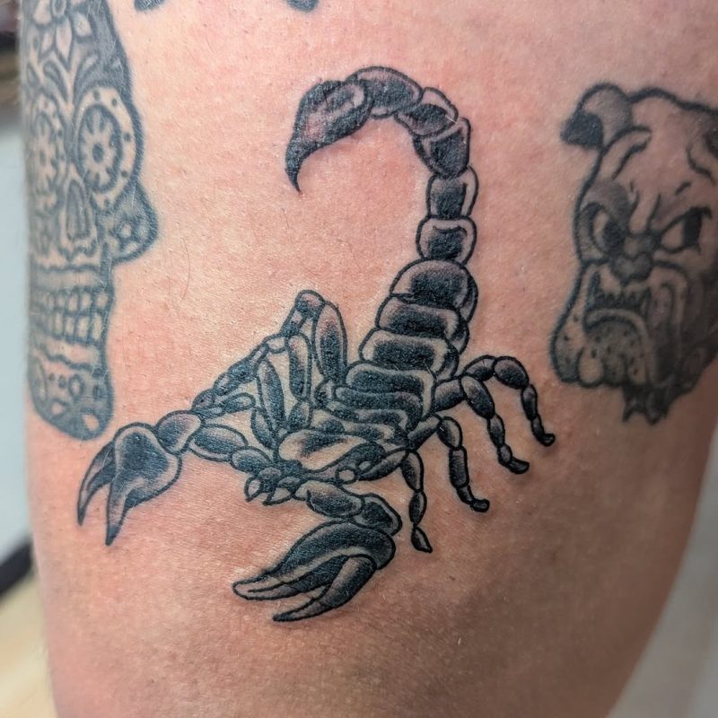 Black Gray Scorpion