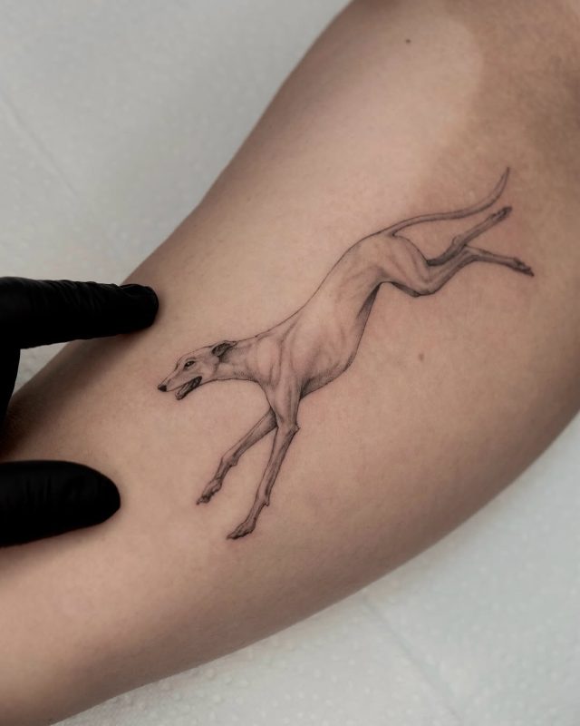 Leaping Greyhound