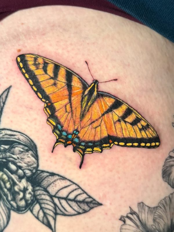 Realistic Butterfly