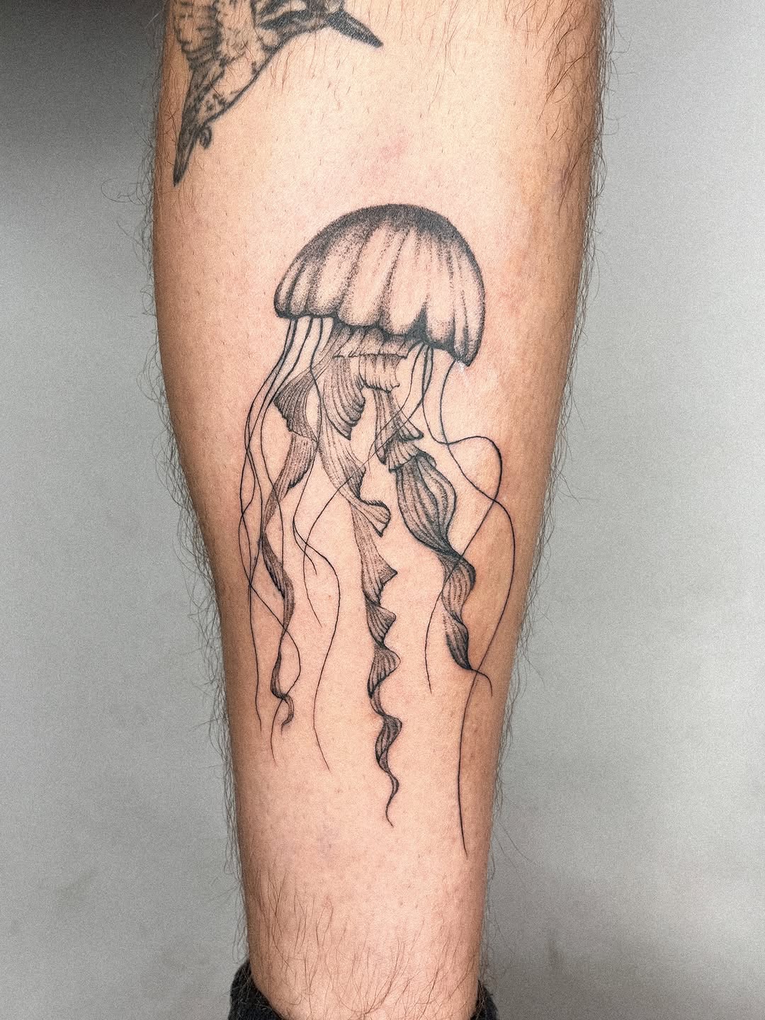 Jellyfish Linework