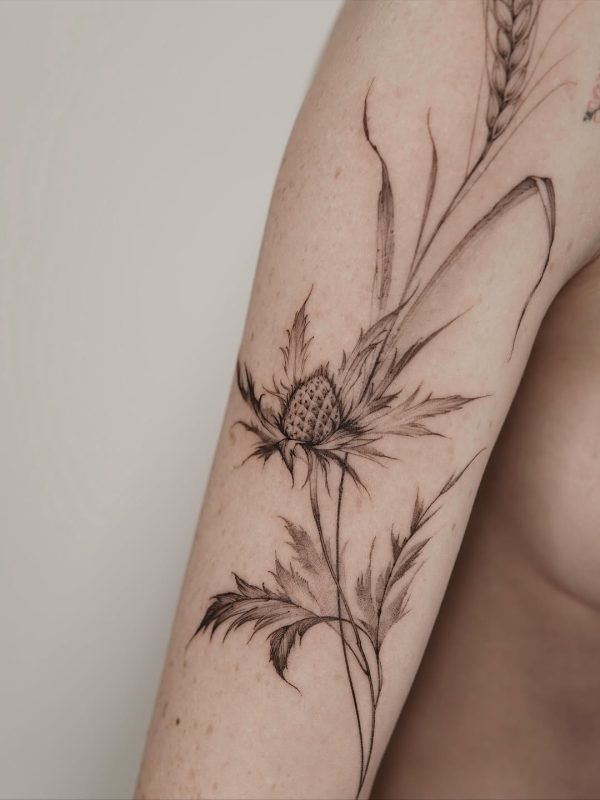 Delicate Thistle