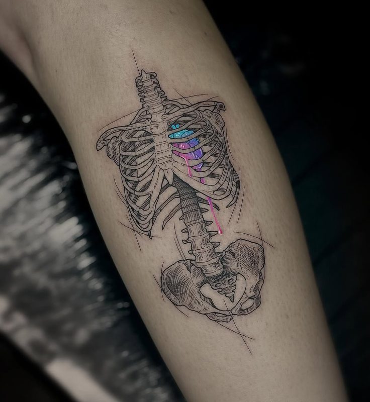 Colored Ribcage Sketch