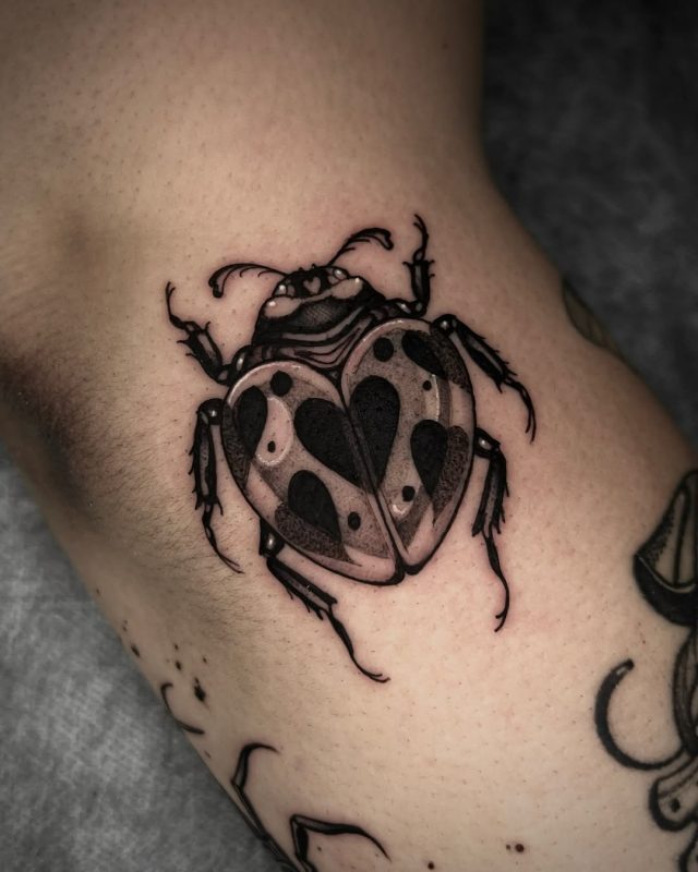Black Gray Beetle
