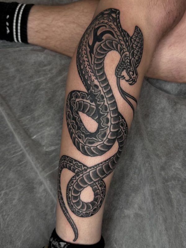 Black Gray Snake