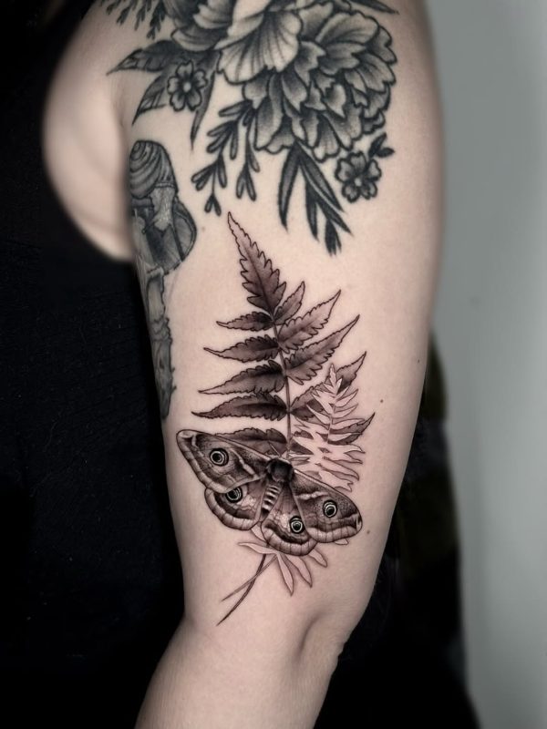 Moth and Fern