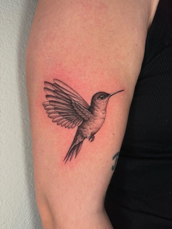 Detailed Hummingbird