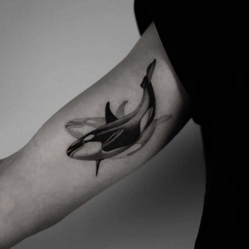 Orca Whale