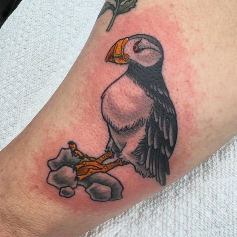 Puffin Bird
