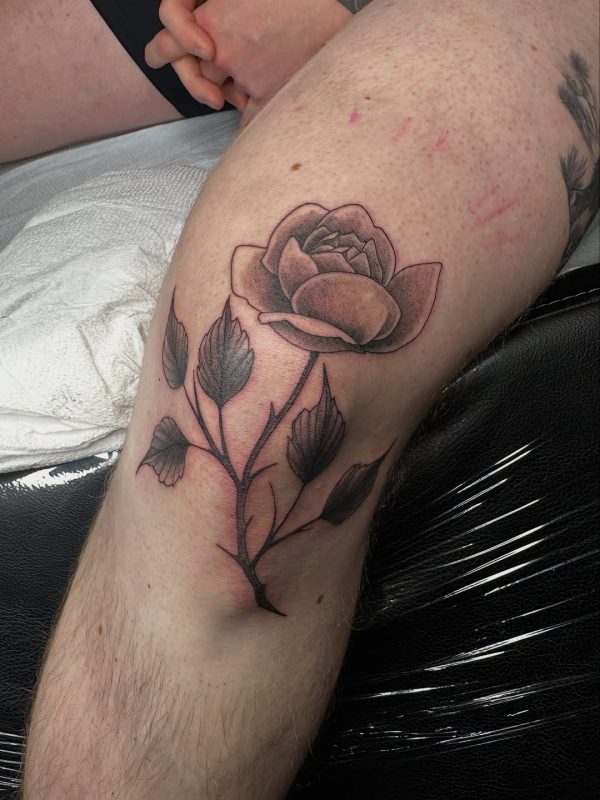 Shaded Rose