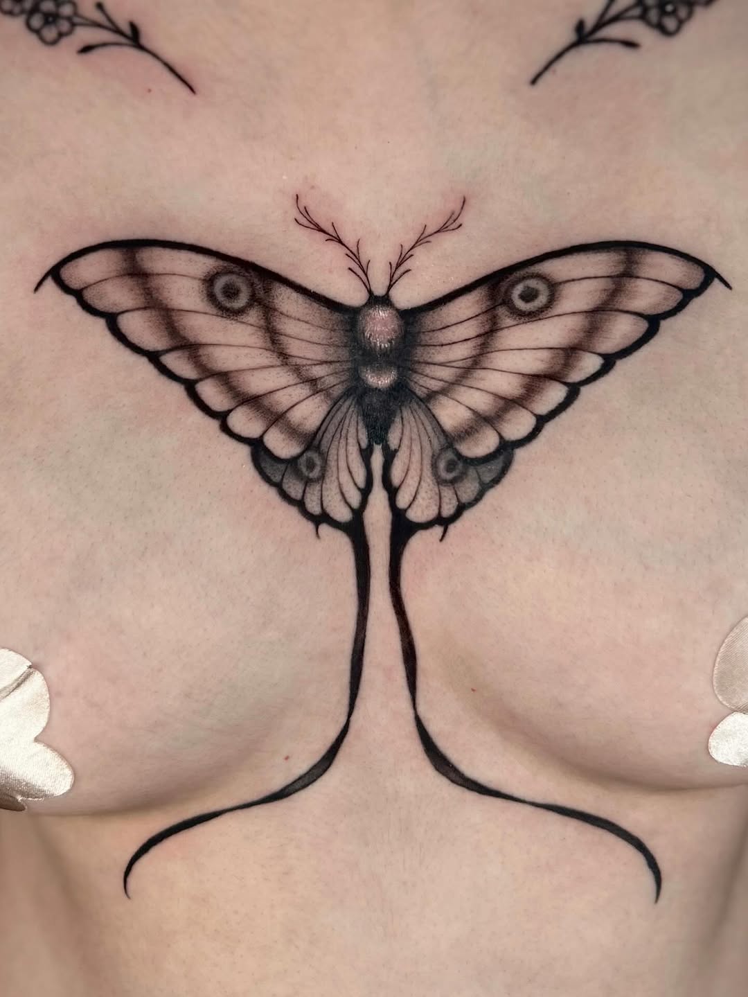 Moth Chest