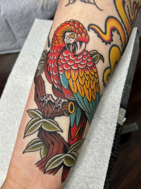 Colorful Parrot