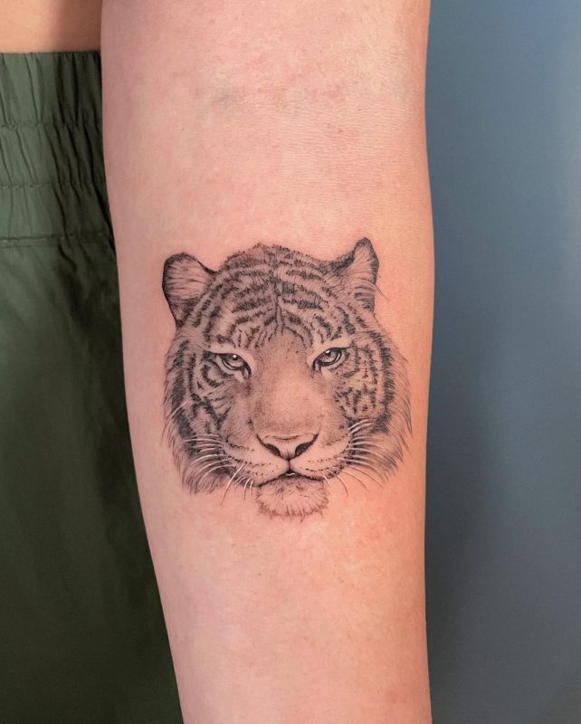 Tiger Portrait