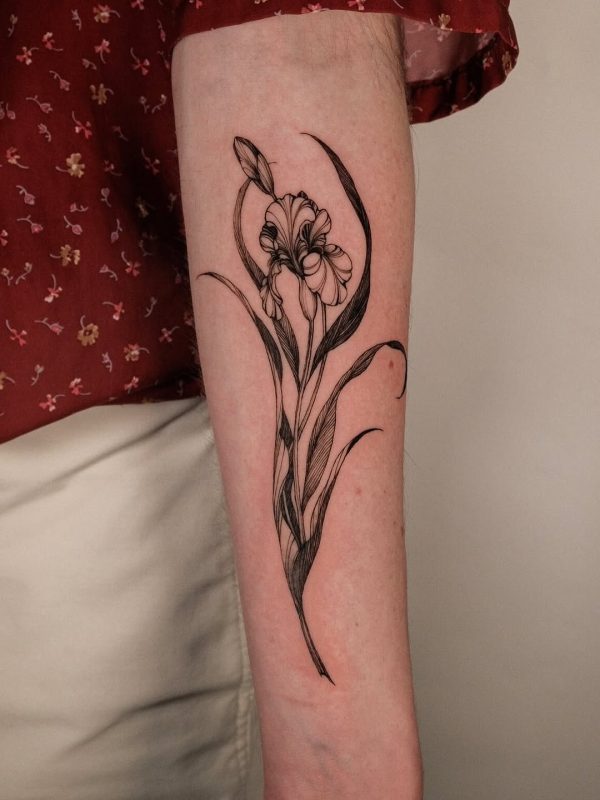 Delicate Iris