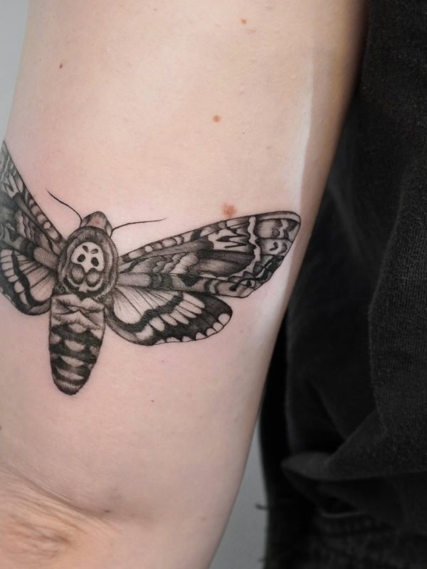 Death's Head Moth