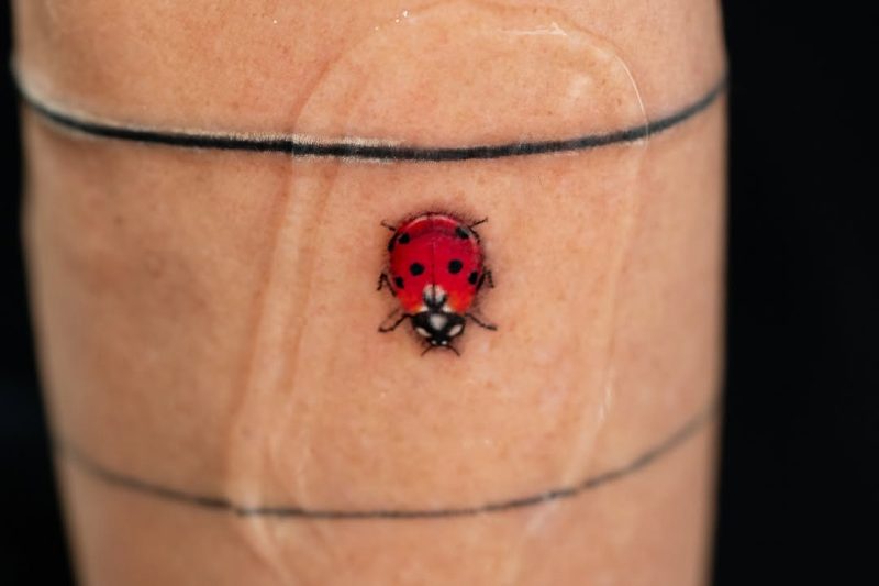 Tiny Ladybug