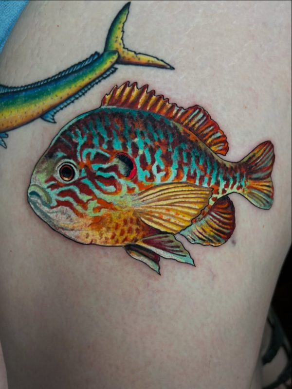 Colorful Fish