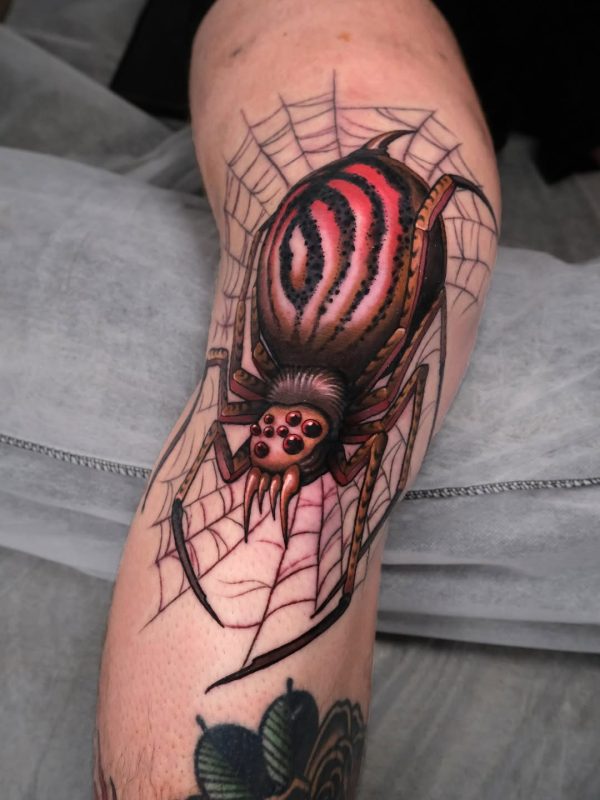 Spider Web