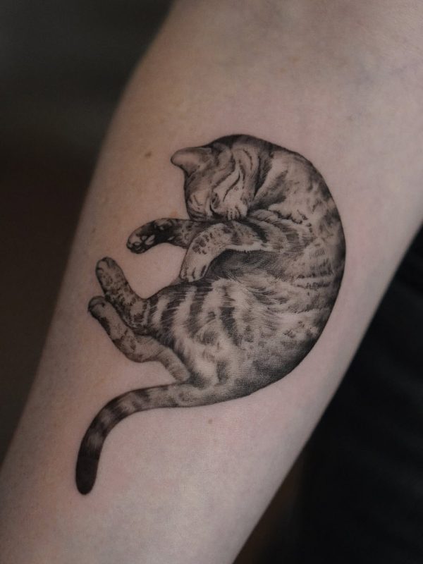 Sleeping Cat
