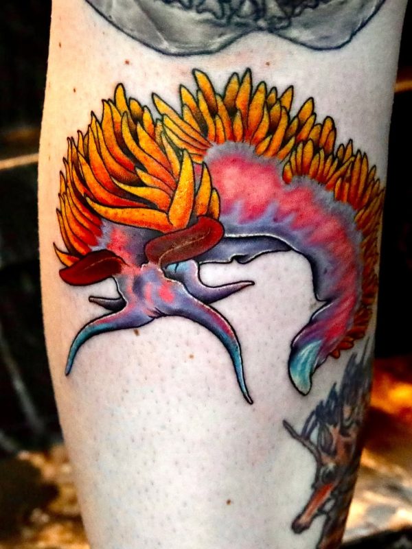 Colorful Sea Slug