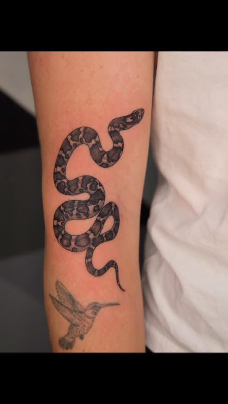 Black Gray Snake