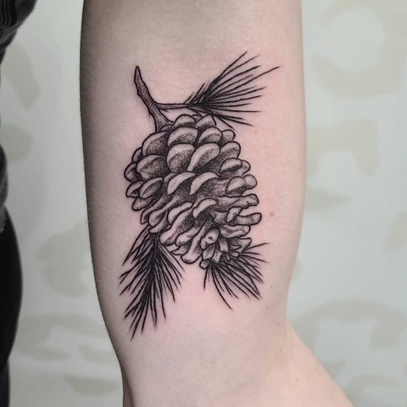 Pine Cone