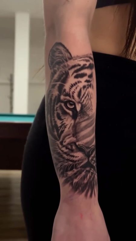 Tiger Portrait