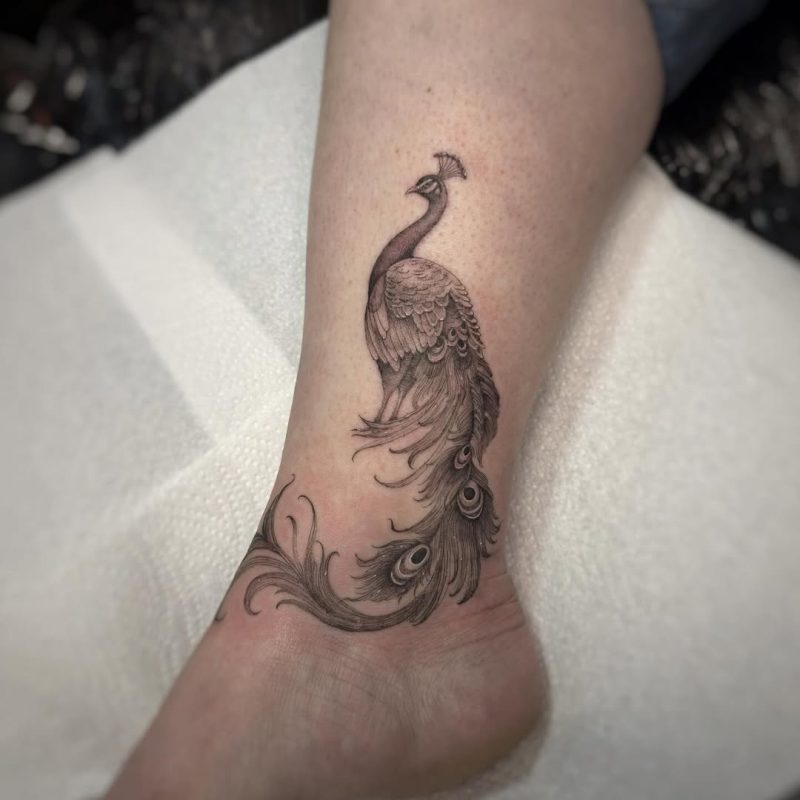 Fine Line Peacock
