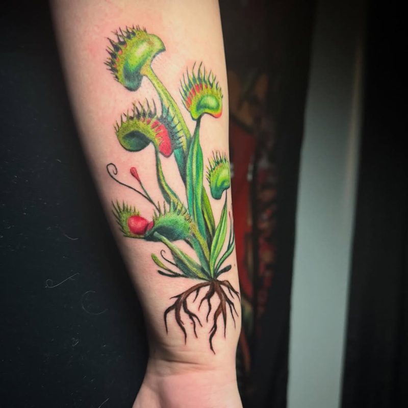 Venus Flytrap