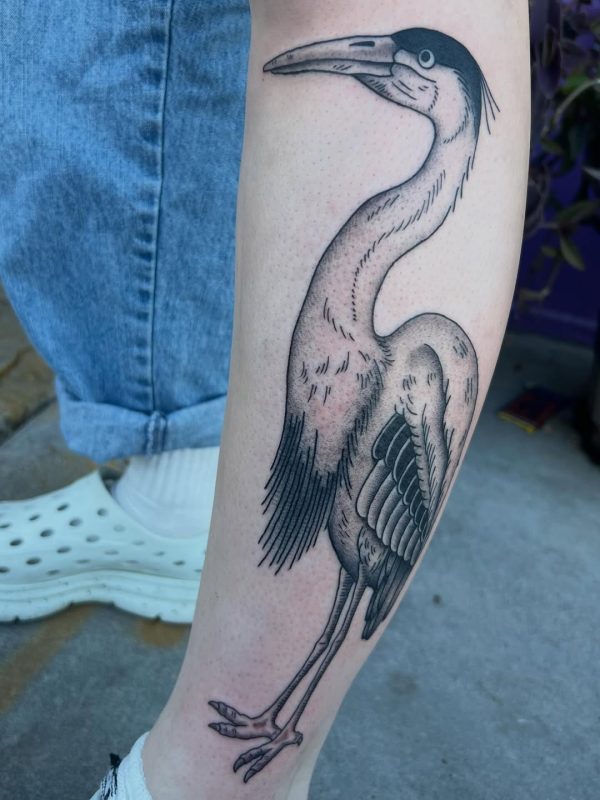 Black Gray Heron