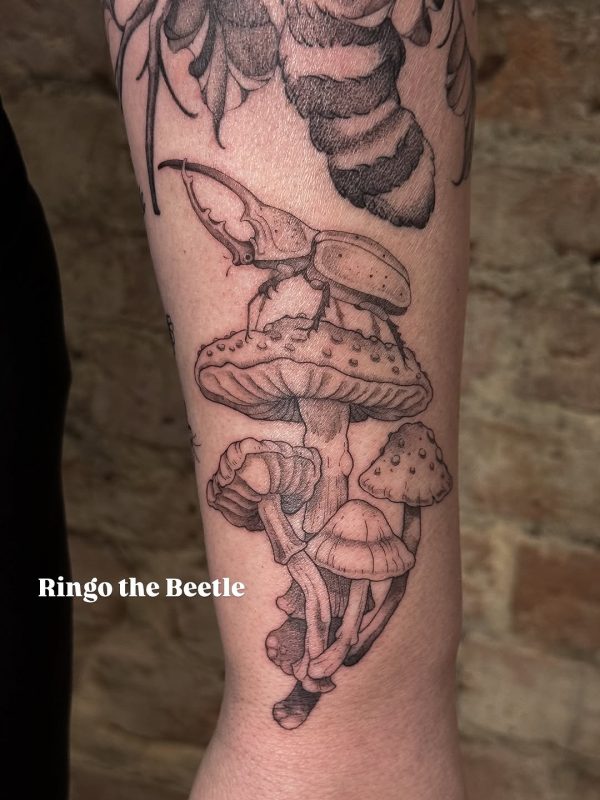 Beetle and Mushrooms