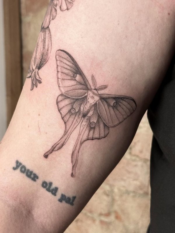 Luna Moth
