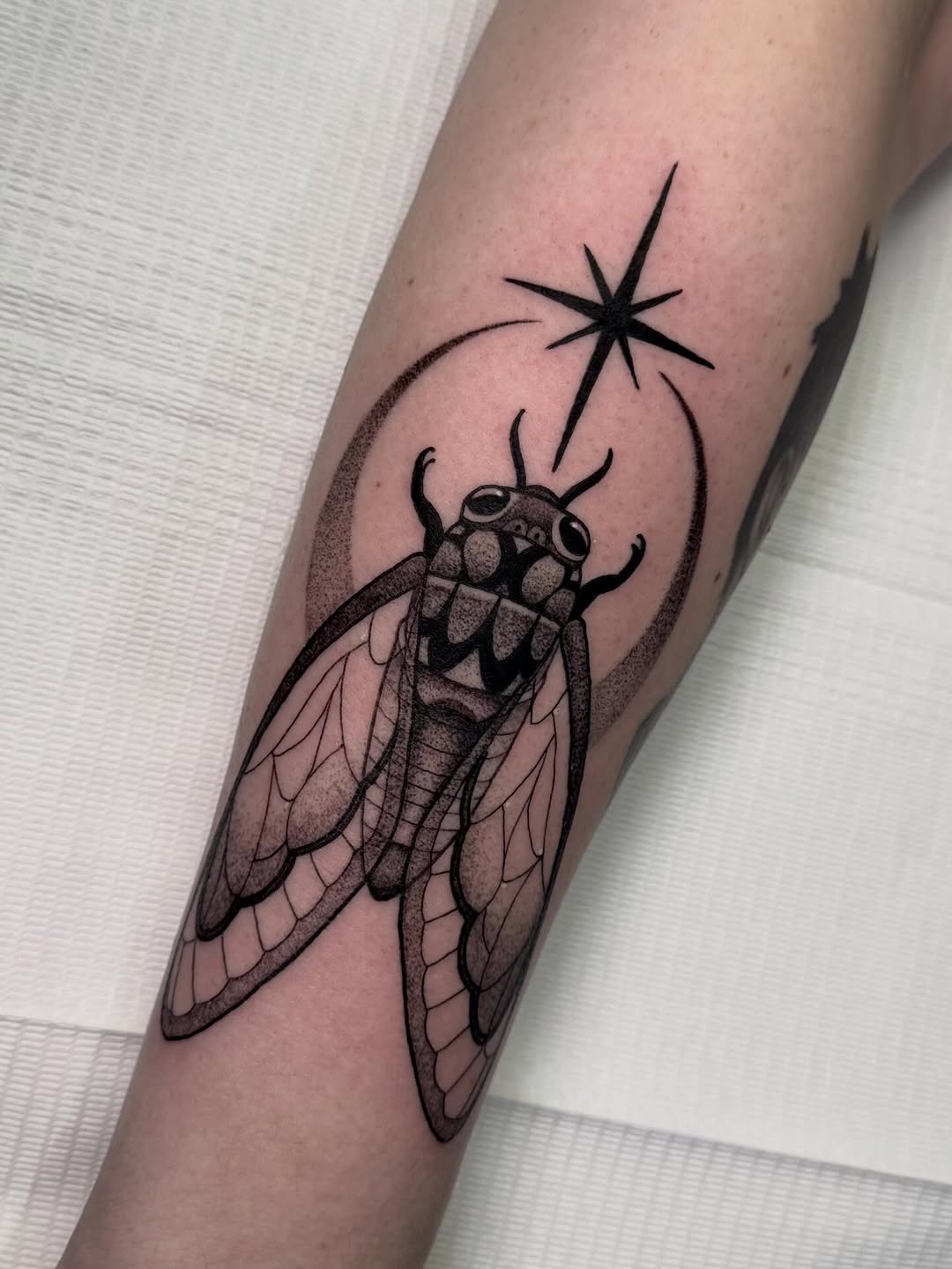 Dotwork Cicada